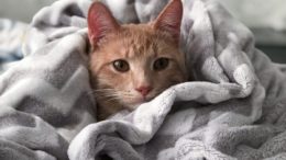 Kedilerde Burun Tıkanıklığı Sebepleri Nelerdir?