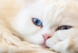 Kedilerde Göz Akıntısı Neden Olur?
