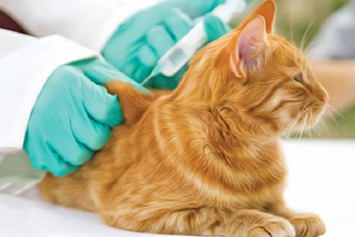 Kedilerde Karma Aşı Gerekli mi?