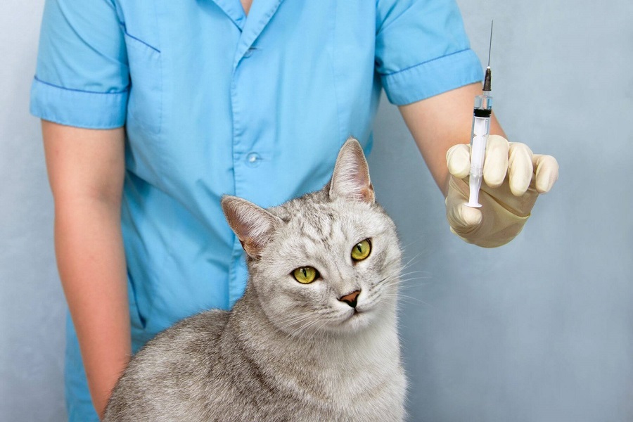 Kedilerde Karma Aşı Yan Etkileri Nelerdir?