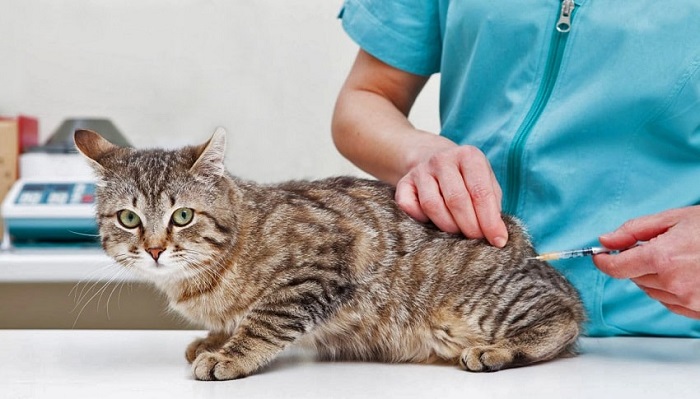 Kedilerde Kuduz Aşısı Hangi Belirtilerle Ortaya Çıkar?