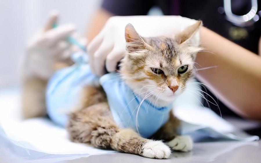 Kedilerde Kuduz Aşısı Yan Etkileri Nelerdir?