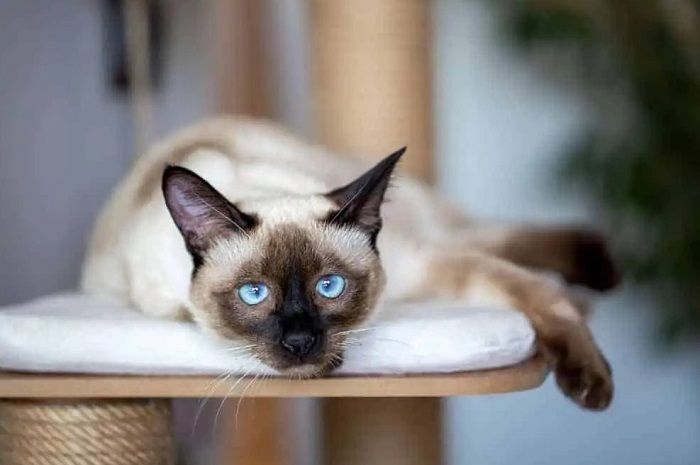 Kedilerde Sarılık Hastalığının Belirtileri Nedir?