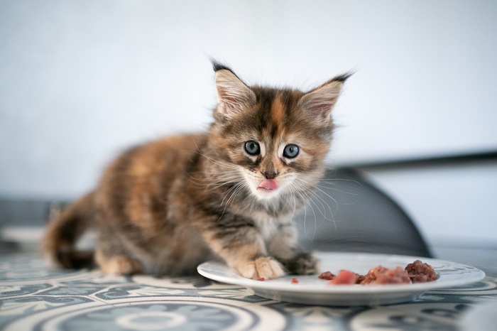 Kedilerde Serbest Beslenmenin Dezavantajları Nelerdir?