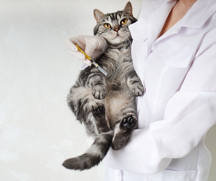 Kedilere Yapılan Karma Aşının Sağladığı Yararlar Nedir?
