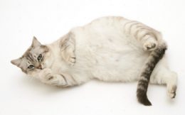 Kedilerin Doğum Yaptığı Zaman Aralığı Nedir?