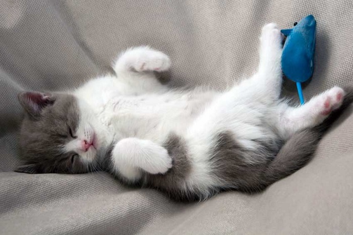 Kedilerin Ortalama Uyku Saati