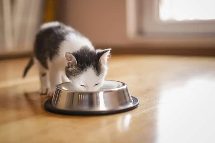 Kedilerin Sağlık Durumuna Göre Beslenme Sıklığı Nasıl Değişir?
