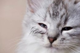 Yavru Kedilerde Göz Kapanması Neden Olur?