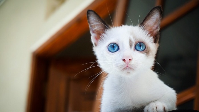 Yavru Kedilerin Gözleri Neden Çapaklanır?