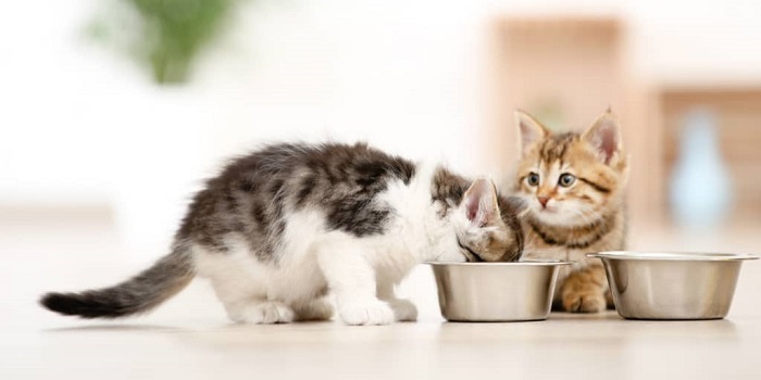Yavru Kediler Ne Zaman Su İçmeye Başlar?