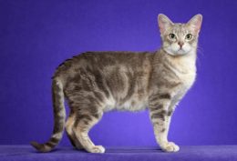 Australian Mist Kedi Irkı Özellikleri, Karakteri, Bakımı ve Beslenmesi