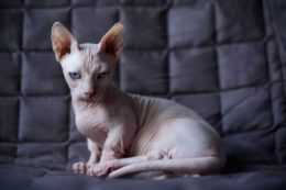Bambino Kedi Irkı Özellikleri, Karakteri, Bakımı ve Beslenmesi