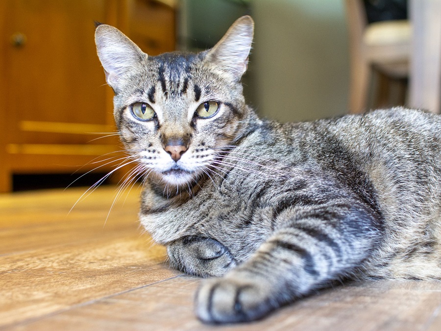 Brazilian Shorthair Kedi Irkı Özellikleri, Karakteri, Bakımı ve Beslenmesi