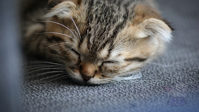 En Çok Uyuyan Kedi Cinsleri Nelerdir