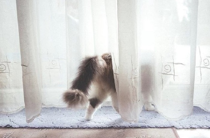 Evden Kaçan Kedi Evi Nasıl Bulur