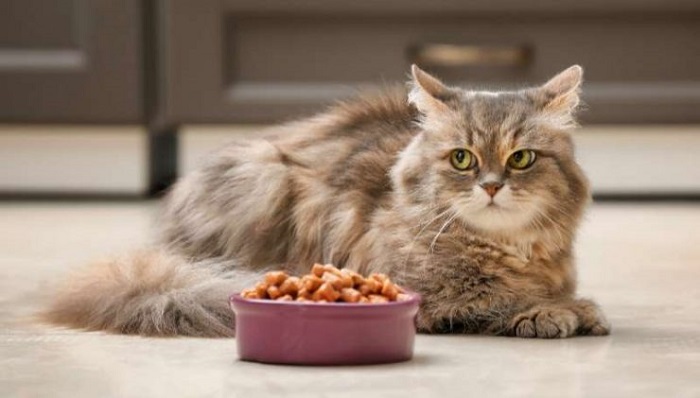 Kedi Az Yemek Yiyorsa Nasıl Davranır