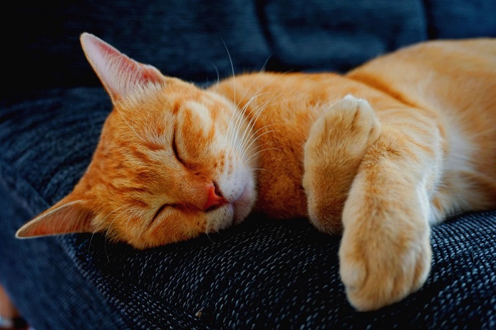 Kedi Dışkısında Kan Gelme Sebepleri ve Tedavi Yöntemleri Nelerdir