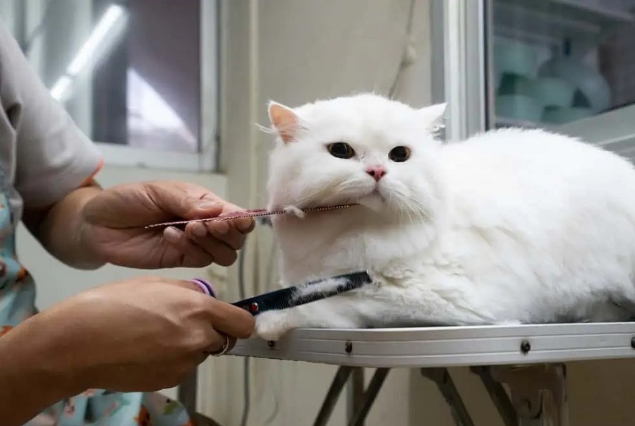 Kedi Tıraşı Nasıl Yapılır