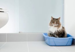 Kedi Tuvalet Temizliği Nasıl Yapılır?