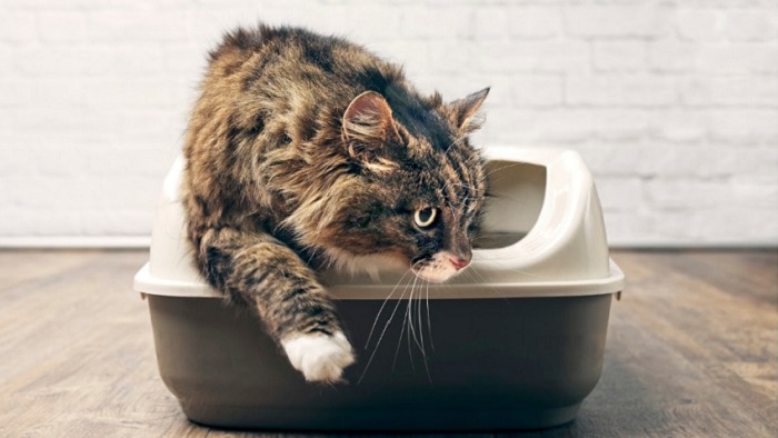 Kedi Tuvaleti Kokusunu Gidermenin Yolları Nelerdir
