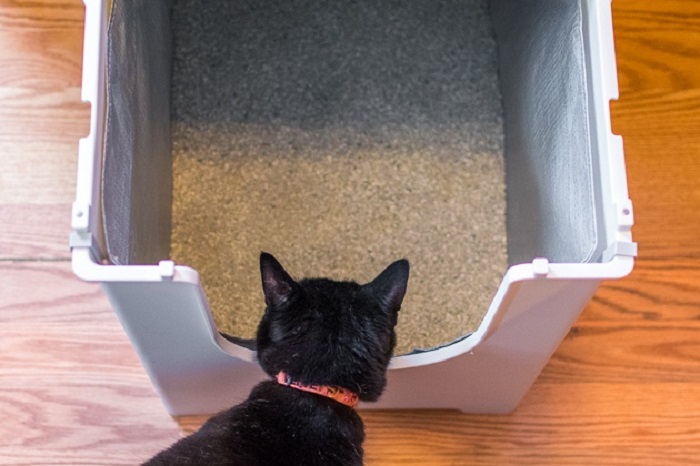 Kedi Tuvaleti Kokusunun Yoğun Olması Hangi Hastalıkların Belirtisi Olabilir