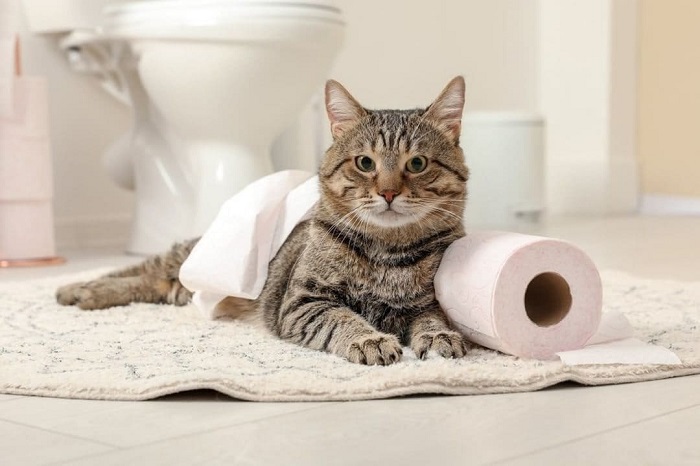 Kedi Tuvaletinin Kabı Nasıl Temizlenmelidir