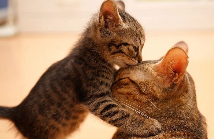 Kedi Yavrusunu Emzirmediğinde Yavru Kediler Biberonla Beslenir Mi