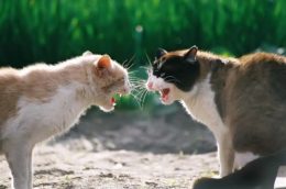 Kediler Arasındaki Kavgaları Engellemek İçin Yapılması Gerekenler