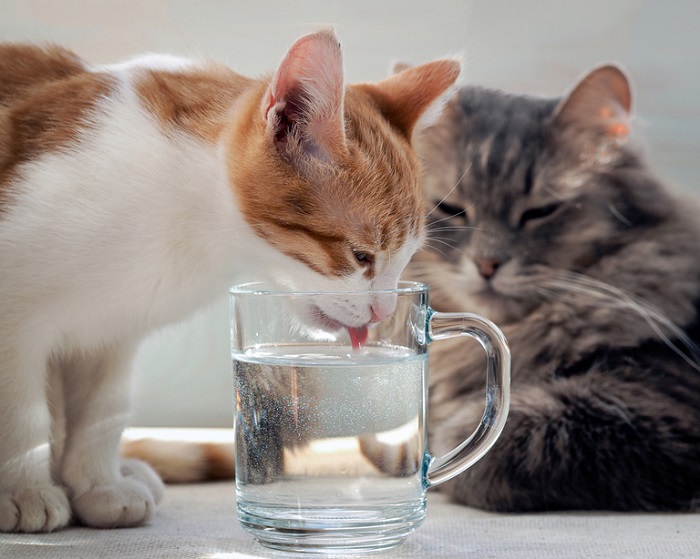 Kediler Günde Ne Kadar Su İçmelidir