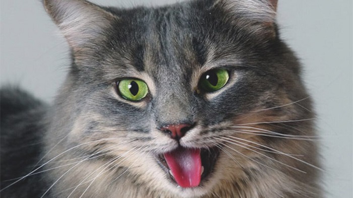 Kedilerde Astım ve Bronşit Tedavisi Nasıl Olur
