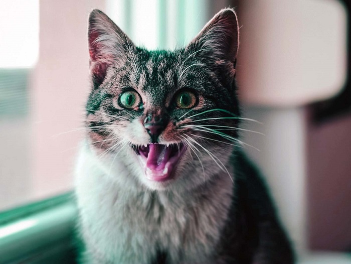 Kedilerde Diş Bakımı Nasıl Yapılır