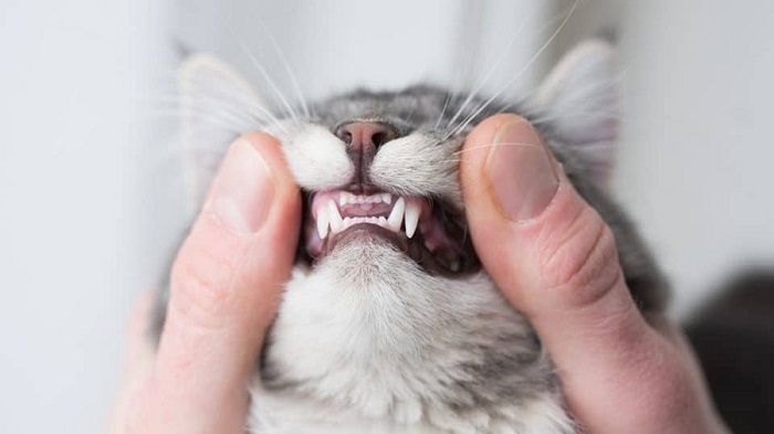 Kedilerde Diş Kaşıntısını Gideren Ürünler Nelerdir