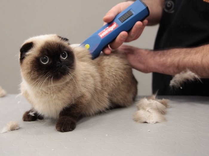 Kedilerin Tıraş Edilmesi Neden Gereklidir