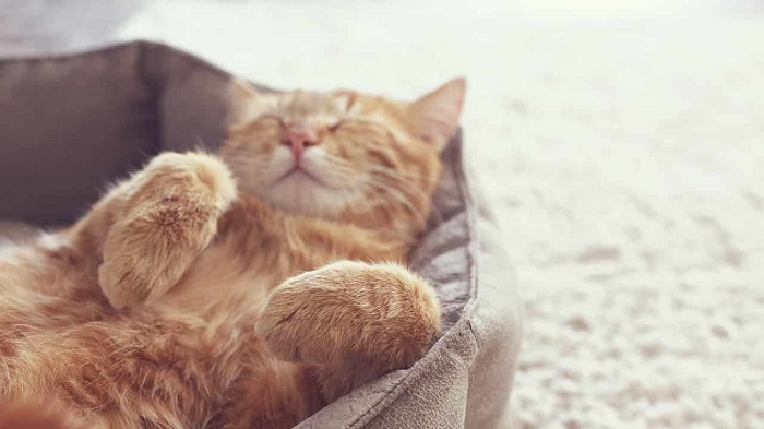 Kedilerin Uyku Düzeni Nasıl Olmalıdır