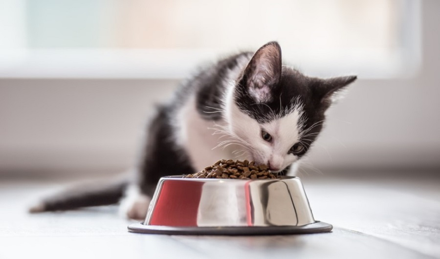 Kedinin Az Yemek Yemesi Sebepleri Nelerdir