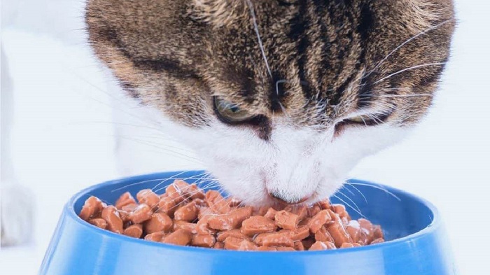 Kedinin Az Yemek Yemesinin Tedavisi Nasıl Yapılır