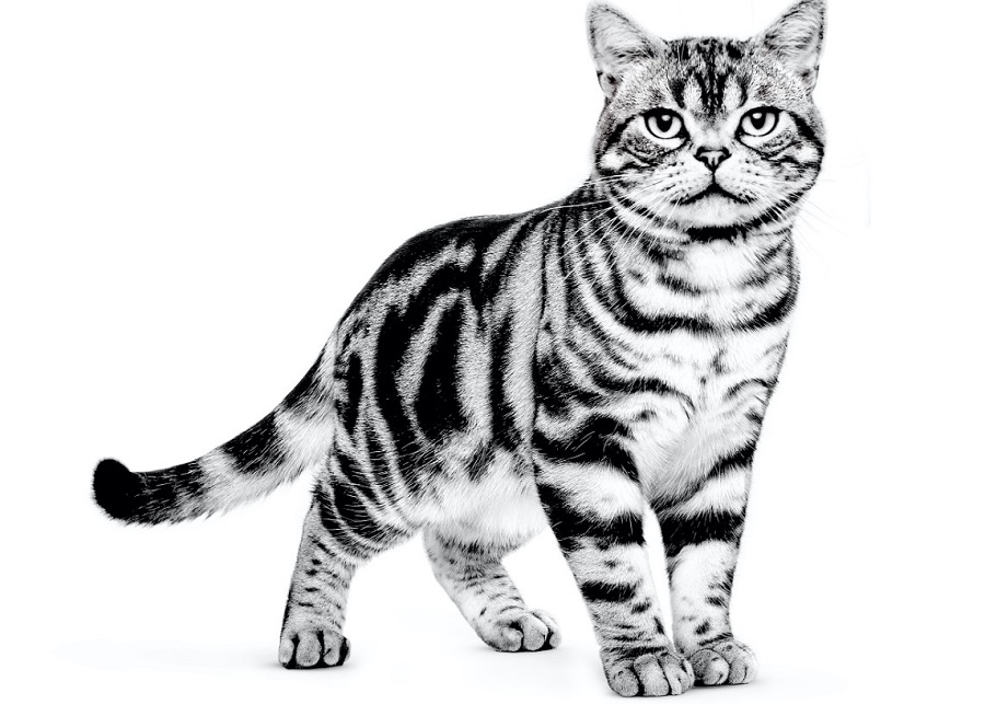 Amerikan Shorthair Kedi Irkı Özellikleri, Karakteri, Bakımı ve Beslenmesi