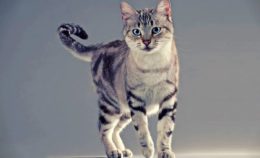 Amerikan Wirehair Kedi Irkı Özellikleri, Karakteri, Bakımı ve Beslenmesi