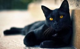 Bombay Kedi Irkı Özellikleri, Karakteri, Bakımı ve Beslenmesi