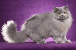 British Longhair Kedi Irkı Özellikleri, Karakteri, Bakımı ve Beslenmesi