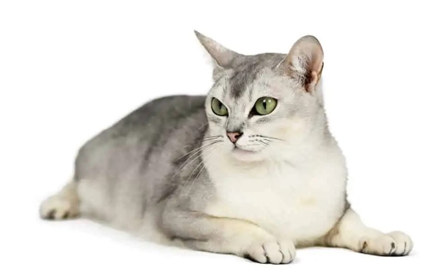 Burmilla Kedi Irkı Özellikleri, Karakteri, Bakımı ve Beslenmesi