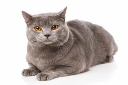 Chartreux Kedi Irkı Özellikleri, Karakteri, Bakımı ve Beslenmesi