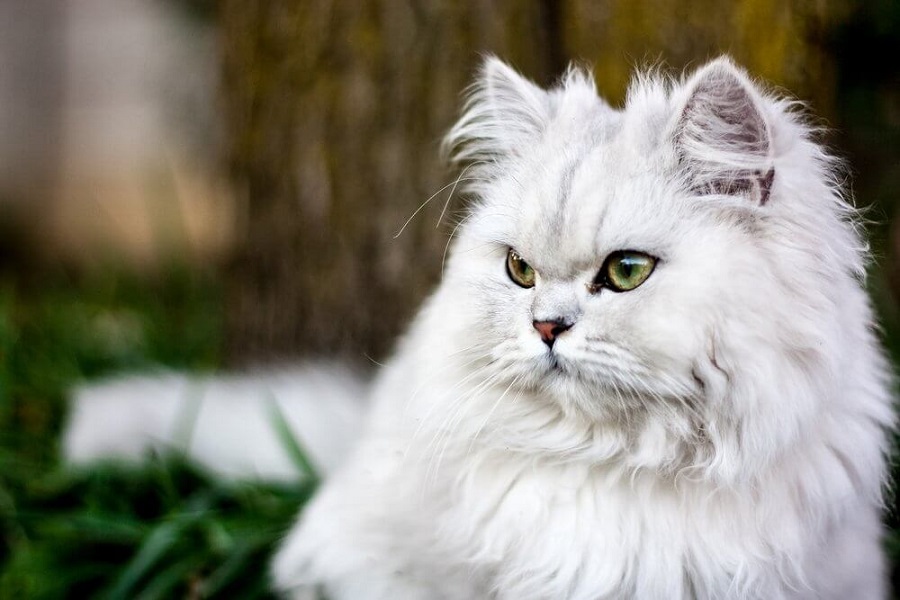 Chinchilla Kedi Irkı Özellikleri, Karakteri, Bakımı ve Beslenmesi