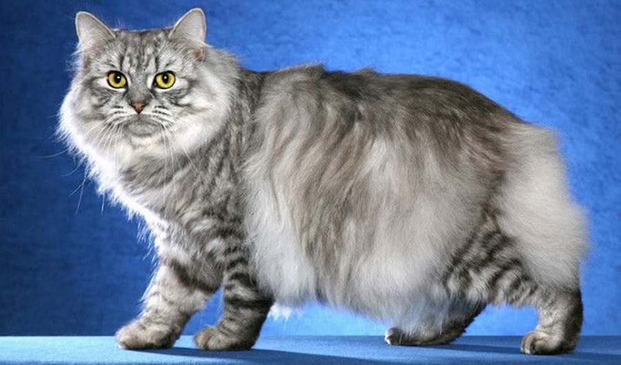 Cymric Kedi Irkı Özellikleri, Karakteri, Bakımı ve Beslenmesi