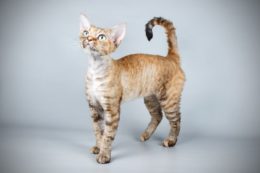 Devon Rex Kedi Irkı Özellikleri, Karakteri, Bakımı ve Beslenmesi