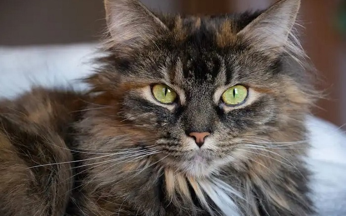 Domestic Longhair Kedi Irkı Karakteri Nasıldır