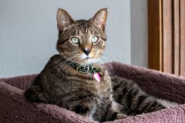 Domestic Shorthair Kedi Irkı Özellikleri, Karakteri, Bakımı ve Beslenmesi