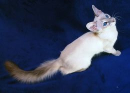 Javanese Kedi Irkı Özellikleri, Karakteri, Bakımı ve Beslenmesi