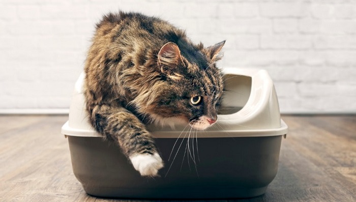 Kedi Tuvalet Kokusunu Gidermek için Neler Yapılabilir